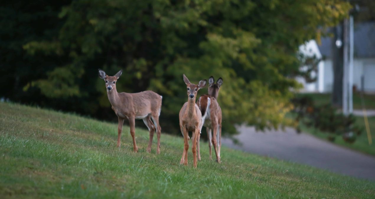Granville archers work to control deer population