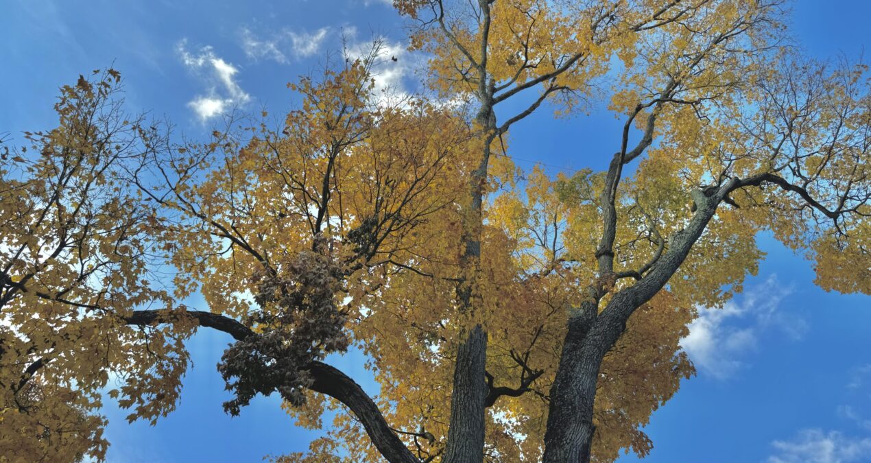 Campus arboretum tree tour showcases campus beauty