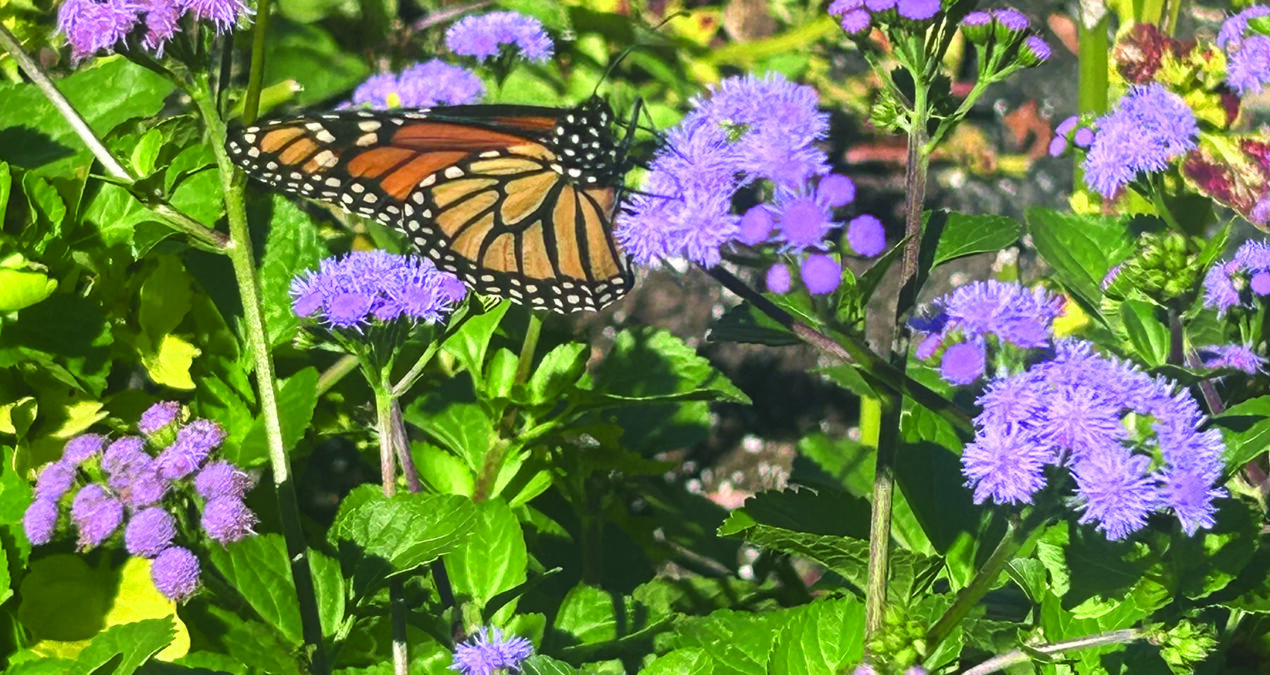 Denison’s tiniest celebrities thrive on campus