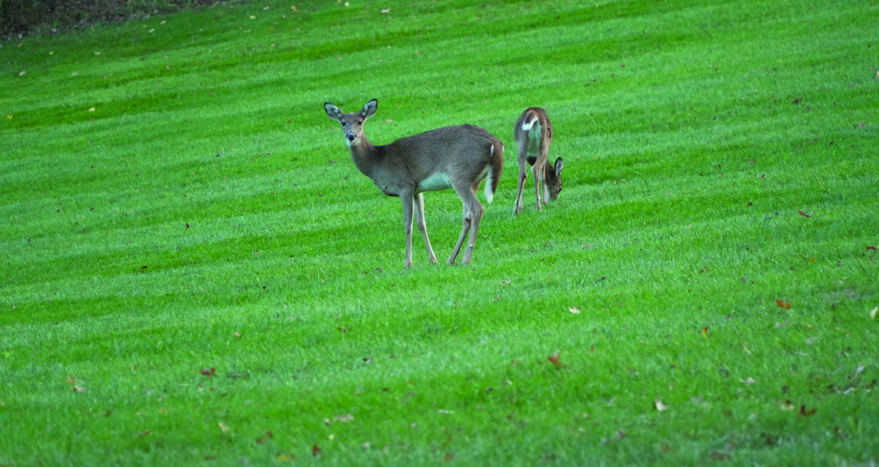 Growing ‘Denison deer’ population raises ecological questions